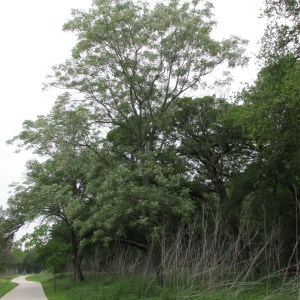 There are some of the largest Chinaberry trees I've ever seen.
