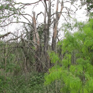 There area a lot of dead trees, too, due to the drought.