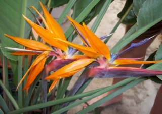 Bird_full bloom_smaller_2