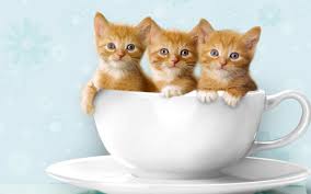 cute kittens