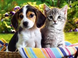 kitten and puppy
