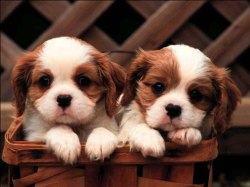 puppies