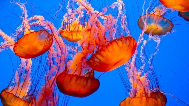 Of Coffee and&nbsp;Jellies